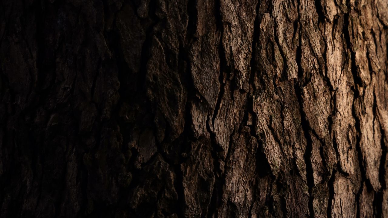 Wallpaper bark, wooden, tree, dark