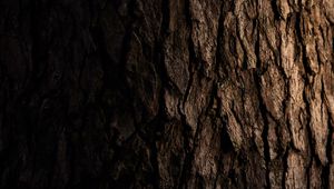 Preview wallpaper bark, wooden, tree, dark