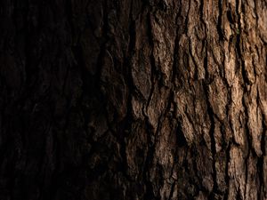 Preview wallpaper bark, wooden, tree, dark
