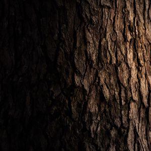 Preview wallpaper bark, wooden, tree, dark