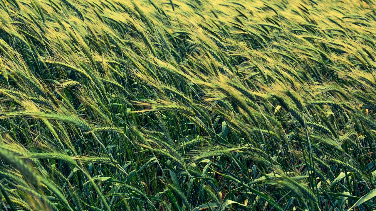 Wallpaper barley, cereals, field