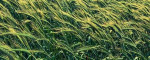 Preview wallpaper barley, cereals, field