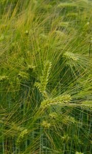 Preview wallpaper barley, ears, field, green