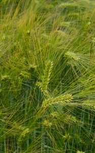 Preview wallpaper barley, ears, field, green