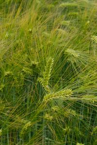 Preview wallpaper barley, ears, field, green