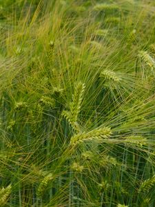 Preview wallpaper barley, ears, field, green