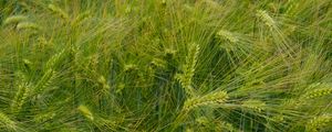 Preview wallpaper barley, ears, field, green