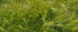 Preview wallpaper barley, ears, field, green