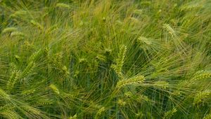 Preview wallpaper barley, ears, field, green