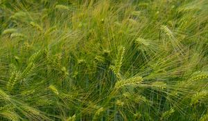 Preview wallpaper barley, ears, field, green