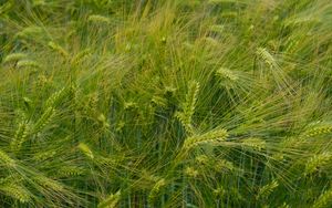 Preview wallpaper barley, ears, field, green