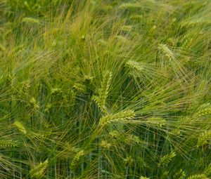 Preview wallpaper barley, ears, field, green