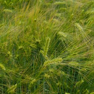 Preview wallpaper barley, ears, field, green