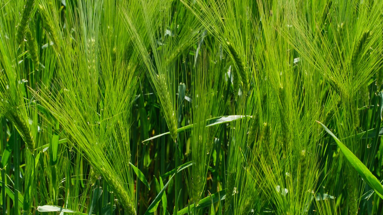 Wallpaper barley, ears, field, plant