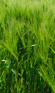 Preview wallpaper barley, ears, field, plant