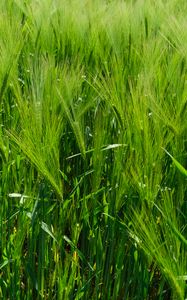Preview wallpaper barley, ears, field, plant