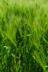 Preview wallpaper barley, ears, field, plant