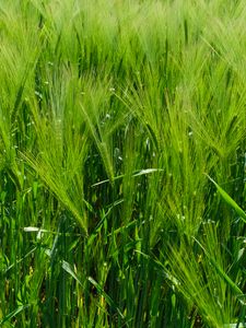 Preview wallpaper barley, ears, field, plant