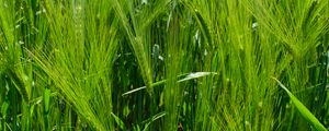 Preview wallpaper barley, ears, field, plant