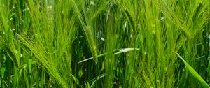 Preview wallpaper barley, ears, field, plant