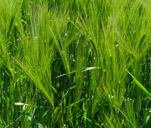 Preview wallpaper barley, ears, field, plant