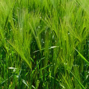 Preview wallpaper barley, ears, field, plant