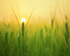Preview wallpaper barley, field, sun