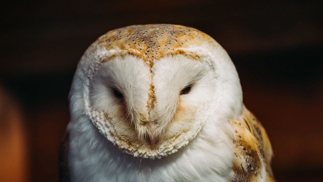 Wallpaper barn owl, owl, bird, predator, white
