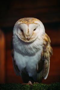 Preview wallpaper barn owl, owl, bird, predator, white