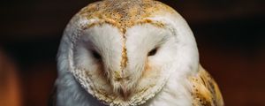 Preview wallpaper barn owl, owl, bird, predator, white