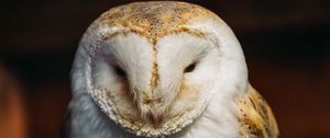 Preview wallpaper barn owl, owl, bird, predator, white