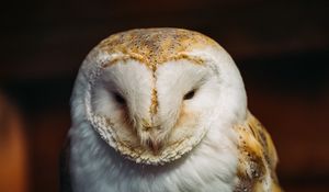 Preview wallpaper barn owl, owl, bird, predator, white