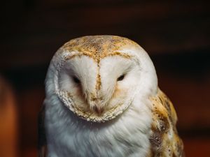 Preview wallpaper barn owl, owl, bird, predator, white