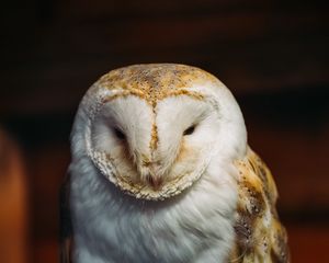 Preview wallpaper barn owl, owl, bird, predator, white