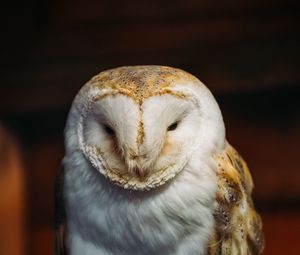 Preview wallpaper barn owl, owl, bird, predator, white