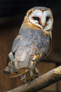 Preview wallpaper barn owl, owl, bird