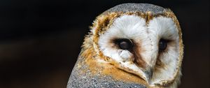 Preview wallpaper barn owl, owl, bird