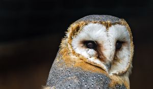 Preview wallpaper barn owl, owl, bird