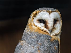 Preview wallpaper barn owl, owl, bird