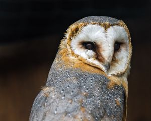 Preview wallpaper barn owl, owl, bird