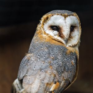 Preview wallpaper barn owl, owl, bird