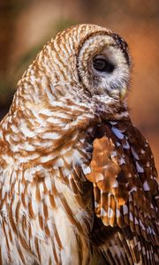 Preview wallpaper barred owl, owl, bird, wildlife