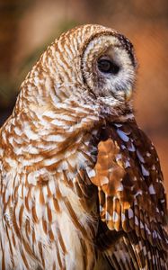 Preview wallpaper barred owl, owl, bird, wildlife