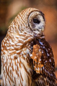 Preview wallpaper barred owl, owl, bird, wildlife