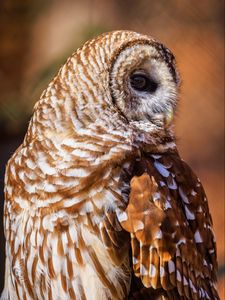 Preview wallpaper barred owl, owl, bird, wildlife