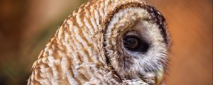 Preview wallpaper barred owl, owl, bird, wildlife