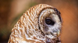 Preview wallpaper barred owl, owl, bird, wildlife