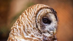 Preview wallpaper barred owl, owl, bird, wildlife