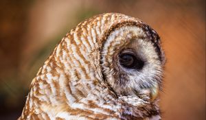 Preview wallpaper barred owl, owl, bird, wildlife