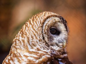 Preview wallpaper barred owl, owl, bird, wildlife